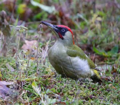 Groene Specht - European Green Woodpecker