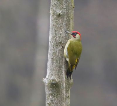 Groene Specht - European Green Woodpecker