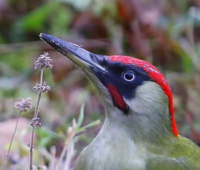 Groene Specht - European Green Woodpecker
