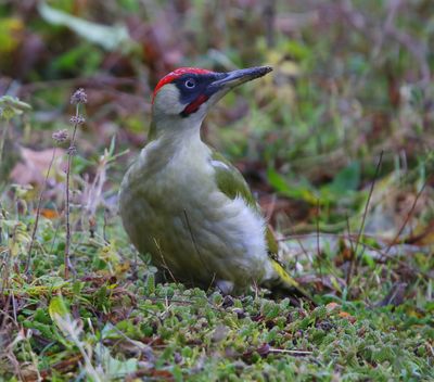 Groene Specht - European Green Woodpecker