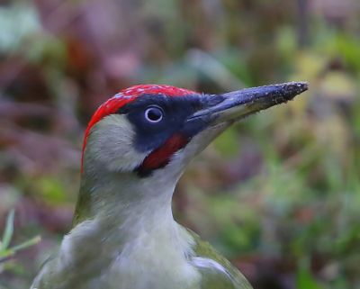 Groene Specht - European Green Woodpecker
