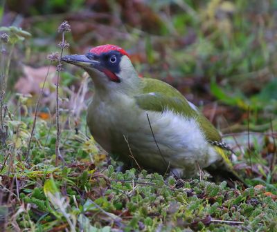 Groene Specht - European Green Woodpecker