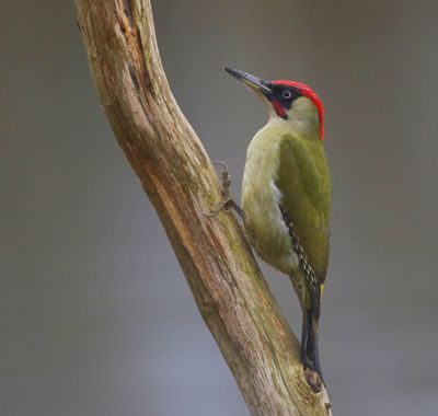 Groene Specht - European Green Woodpecker