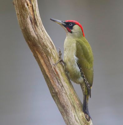 Groene Specht - European Green Woodpecker