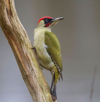 Groene Specht - European Green Woodpecker
