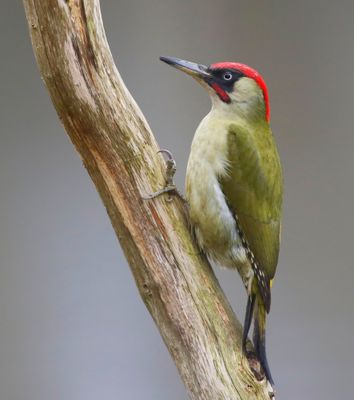 Groene Specht - European Green Woodpecker