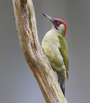 Groene Specht - European Green Woodpecker
