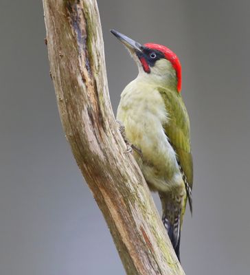 Groene Specht - European Green Woodpecker