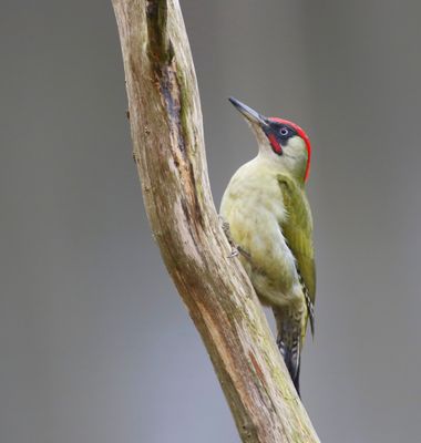 Groene Specht - European Green Woodpecker