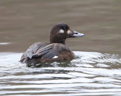 Grote Zee-eend - Velvet Scoter