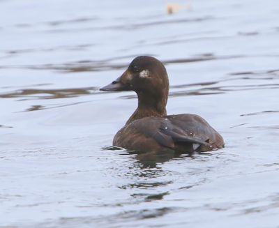 Grote Zee-eend - Velvet Scoter