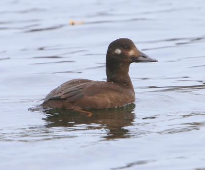 Grote Zee-eend - Velvet Scoter