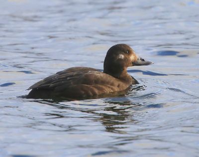 Grote Zee-eend - Velvet Scoter