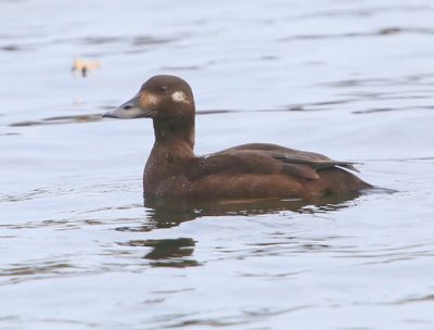 Grote Zee-eend - Velvet Scoter
