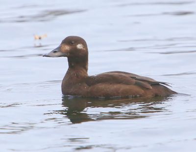Grote Zee-eend - Velvet Scoter