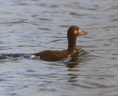Grote Zee-eend - Velvet Scoter