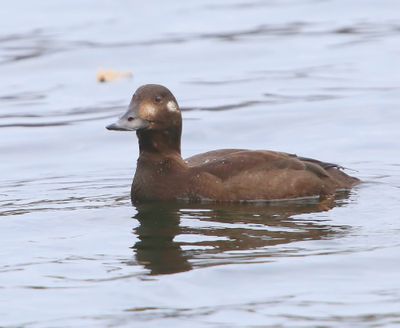 Grote Zee-eend - Velvet Scoter