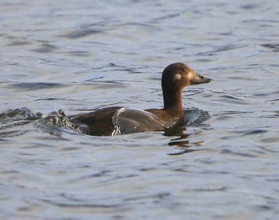 Grote Zee-eend - Velvet Scoter