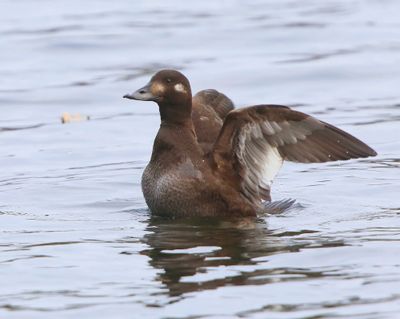 Grote Zee-eend - Velvet Scoter
