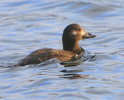 Grote Zee-eend - Velvet Scoter