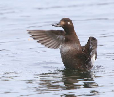 Grote Zee-eend - Velvet Scoter