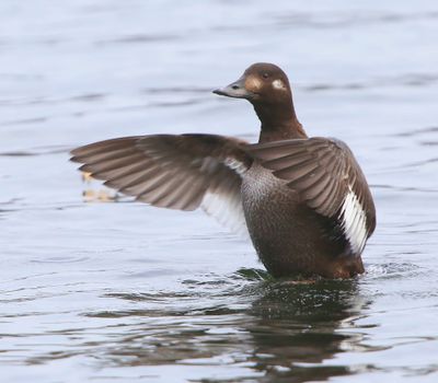 Grote Zee-eend - Velvet Scoter