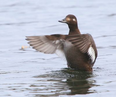 Grote Zee-eend - Velvet Scoter