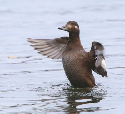 Grote Zee-eend - Velvet Scoter