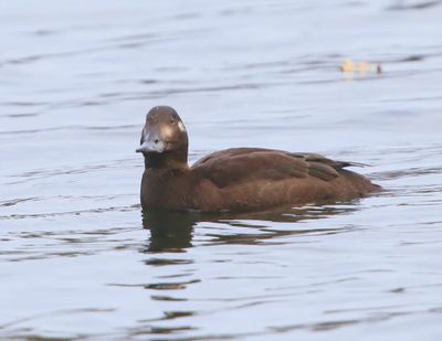 Grote Zee-eend - Velvet Scoter