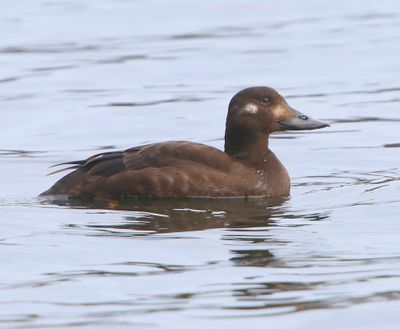 Grote Zee-eend - Velvet Scoter