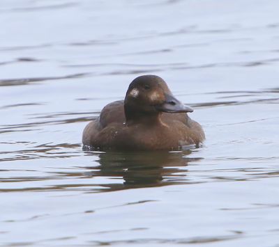 Grote Zee-eend - Velvet Scoter