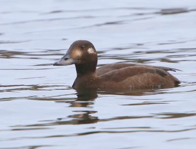 Grote Zee-eend - Velvet Scoter