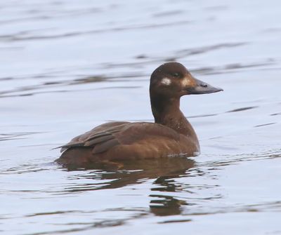 Grote Zee-eend - Velvet Scoter