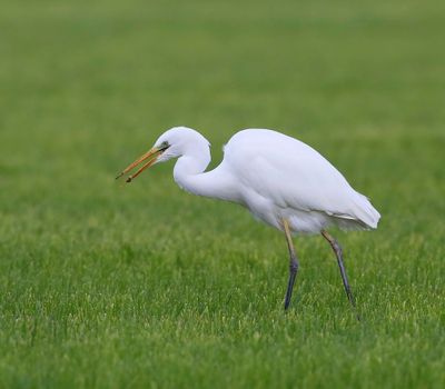 Grote Zilverreiger - Great Egret