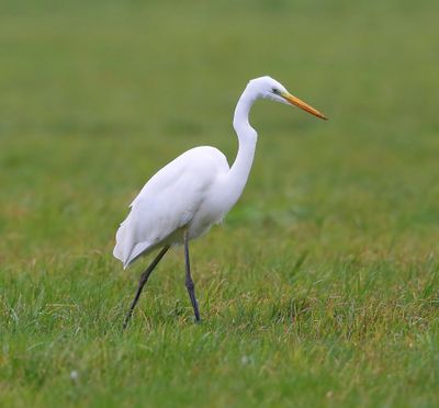 Grote Zilverreiger - Great Egret