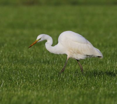 Grote Zilverreiger - Great Egret