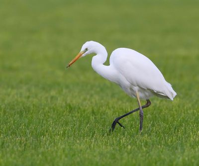 Grote Zilverreiger - Great Egret