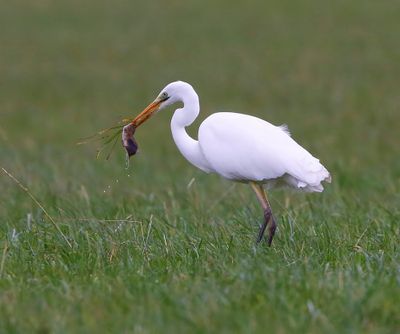 Grote Zilverreiger - Great Egret