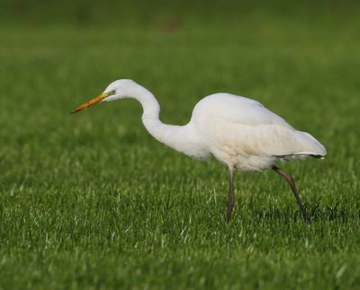 Grote Zilverreiger - Great Egret