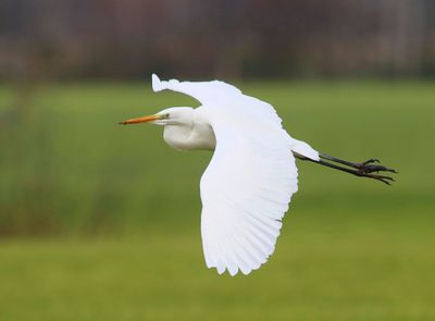 Grote Zilverreiger - Great Egret