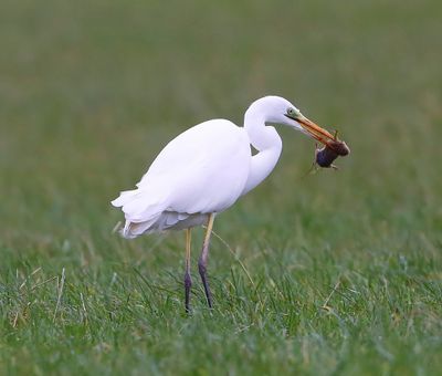Grote Zilverreiger - Great Egret