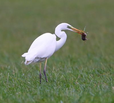 Grote Zilverreiger - Great Egret