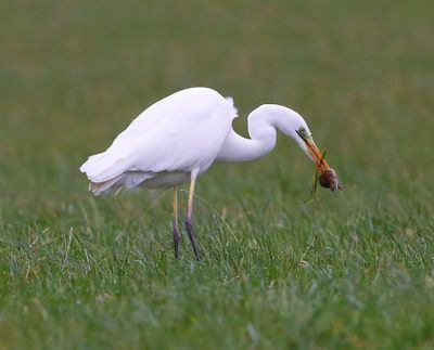 Grote Zilverreiger - Great Egret