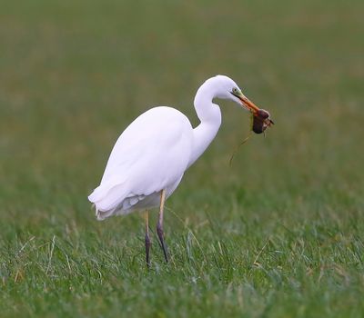 Grote Zilverreiger - Great Egret