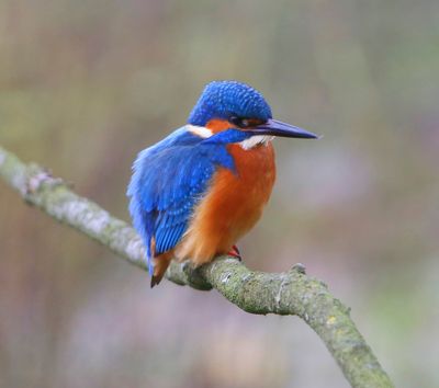 IJsvogel - Common Kingfisher
