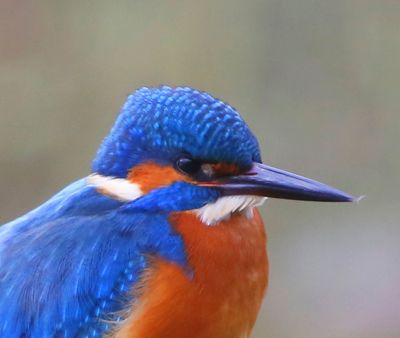 IJsvogel - Common Kingfisher