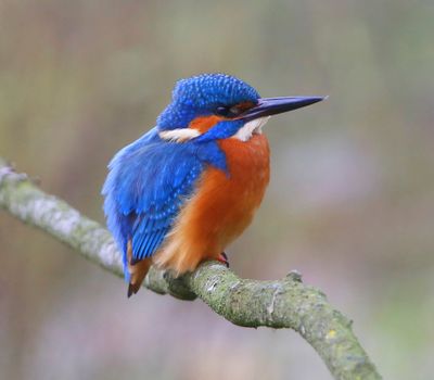 IJsvogel - Common Kingfisher