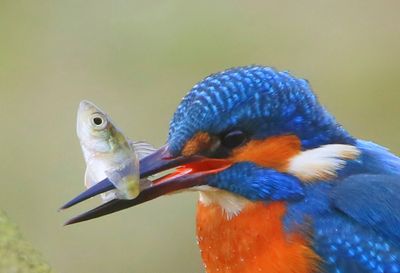 IJsvogel - Common Kingfisher