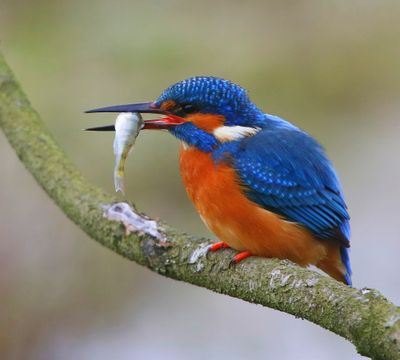 IJsvogel - Common Kingfisher