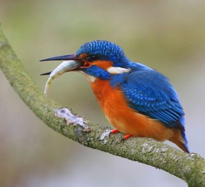 IJsvogel - Common Kingfisher